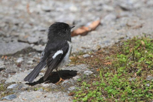 Вчені придумали, як перевірити рівень iq у птахів Вчені придумали, як перевірити рівень iq у птахів